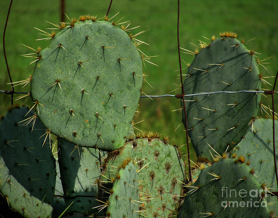 Spring Photograph - Prickly Pear Cactus by Peter Piatt