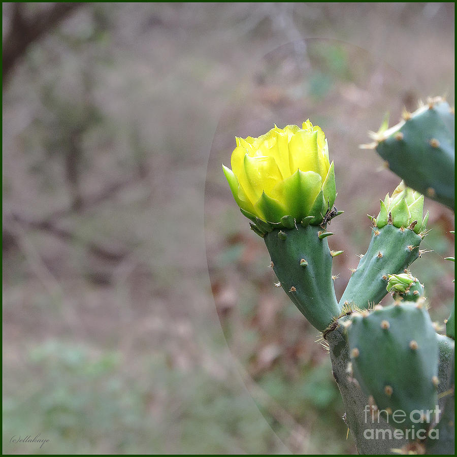 Prickly Pear Cactus - Yellow Flower Window Photograph by Ella Kaye Dickey