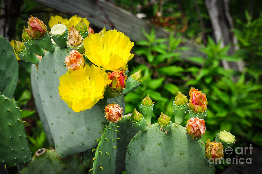 Prickly Pear Photograph by Cheryl McClure
