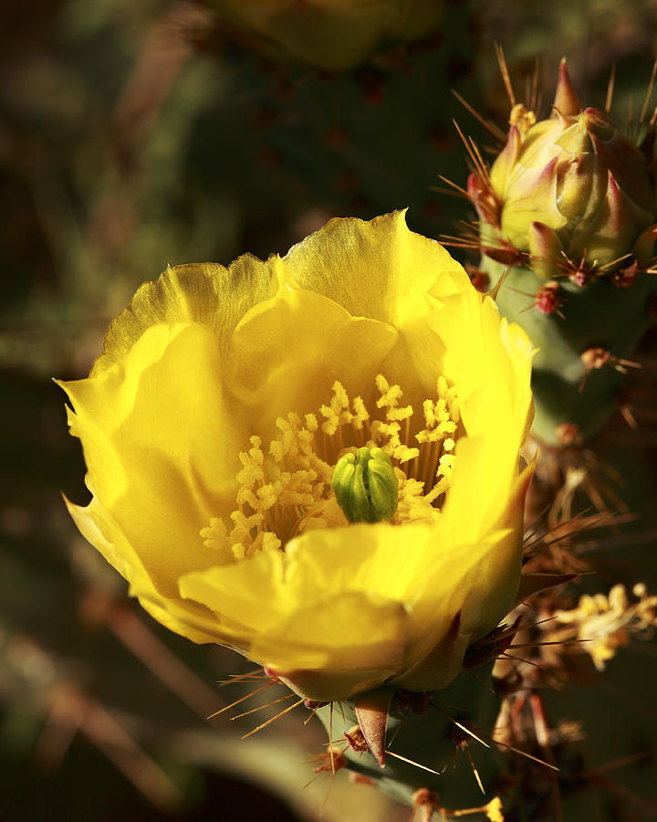 Prickly Pear flower Photograph by Alan Vance Ley