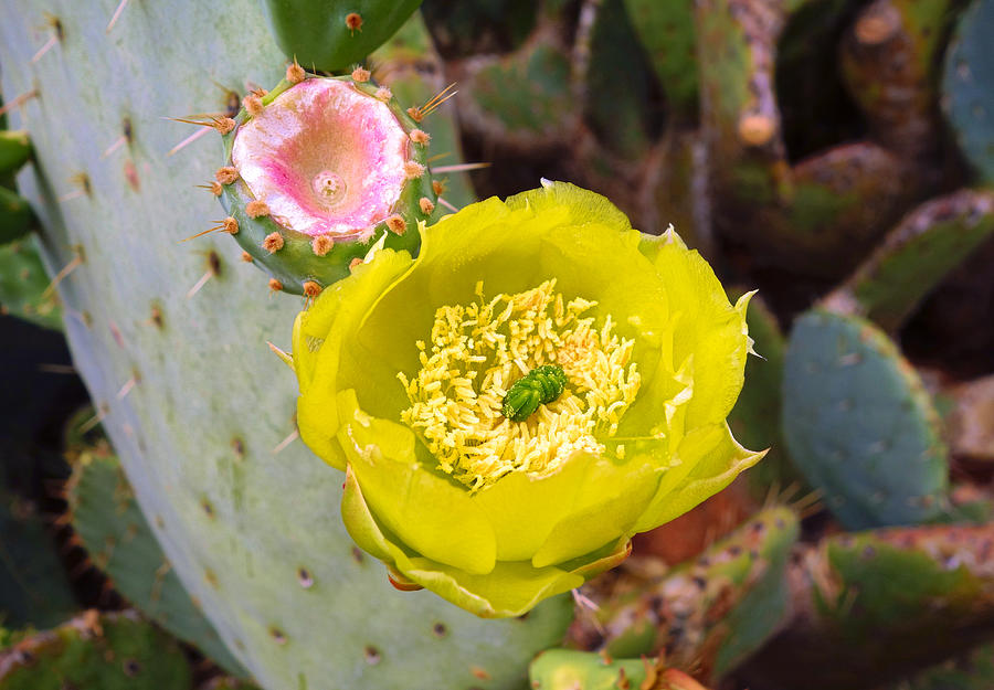 Prickly Pear Flower And Fruit Photograph