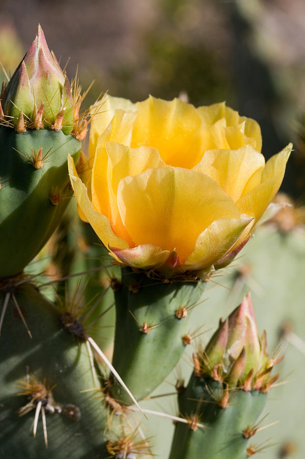 Prickly Pear Flower Photograph by Susan Degginger - Fine Art America