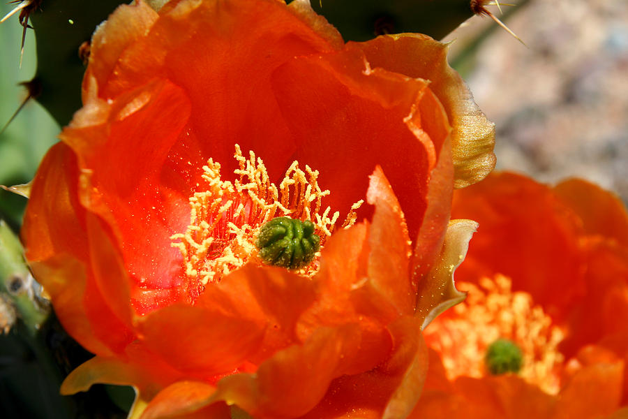 Prickly Pear In Bloom Photograph