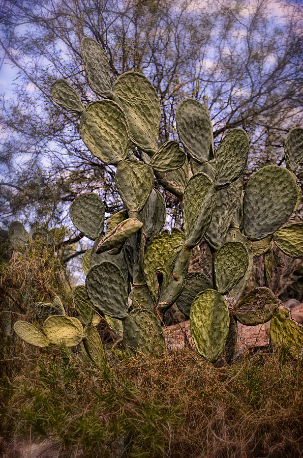 Prickly Pear No.1 Photograph by Mark Myhaver