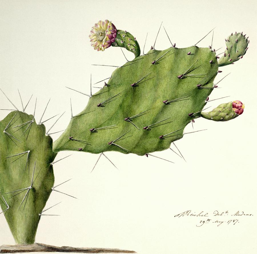 Prickly Pear (opunita Fiscus-indica) Photograph by Natural History ...