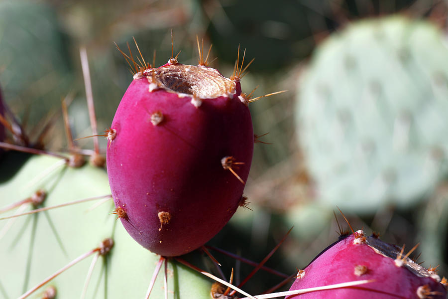 Prickly Pear (opuntia Sp.) Fruit Photograph by Michael Szoenyi - Fine ...