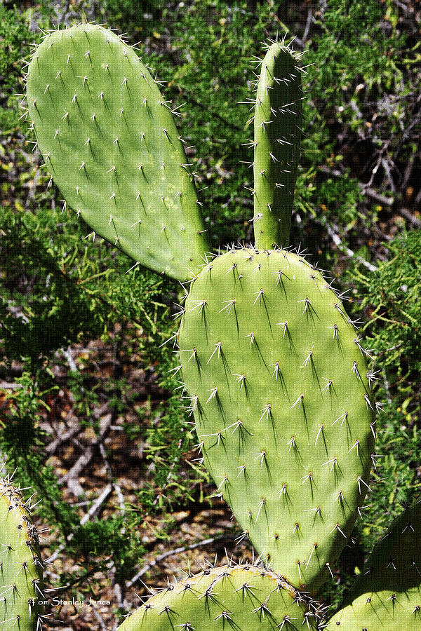 Prickly Pear Pads  Photograph by Tom Janca