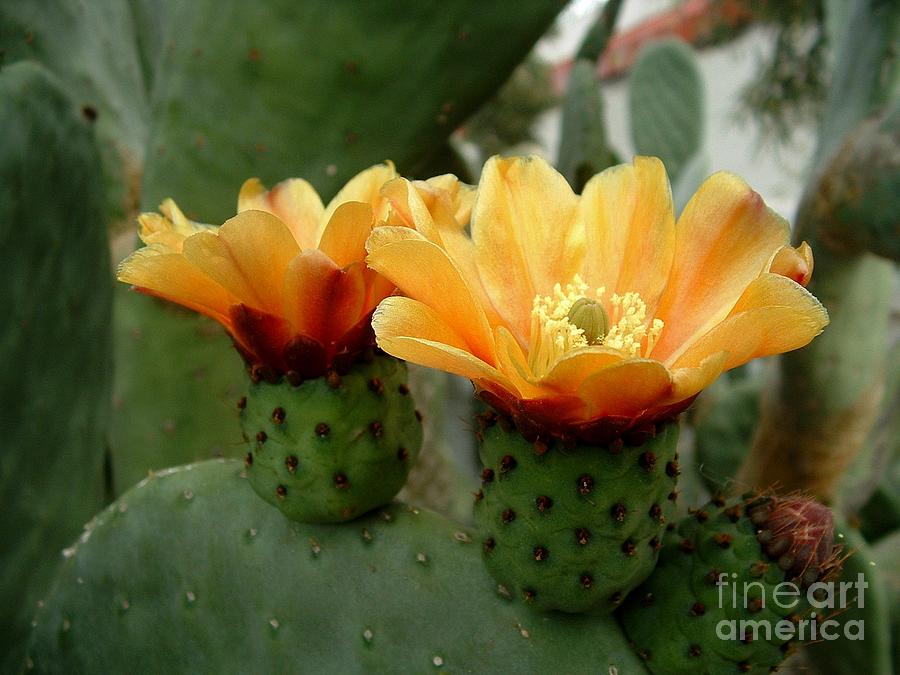 Prickly Pear Perfection Photograph by Marilyn Smith