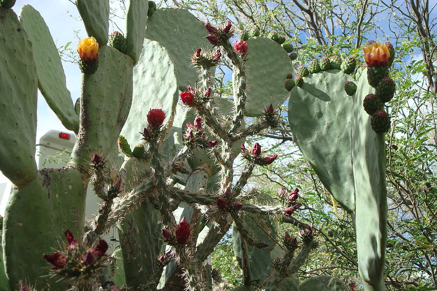 Prickly Pear Photograph by Susan Woodward