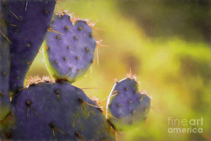 Prickly Pear Valentines Photograph by Marianne Jensen