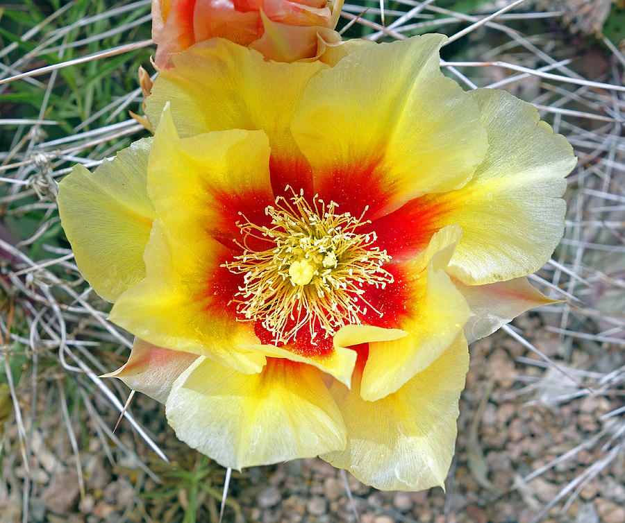 Prickly Pear Yellow Bloom Photograph by Robert Meyers-Lussier