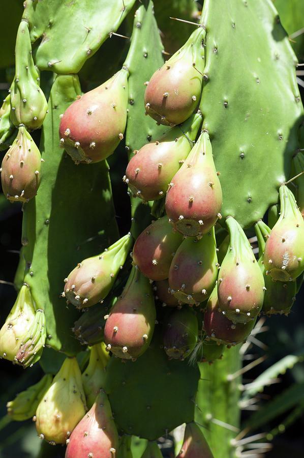 Nature Photograph - Prickly Pears (opuntia Ficus-indica) by Dr Jeremy Burgess/science Photo Library