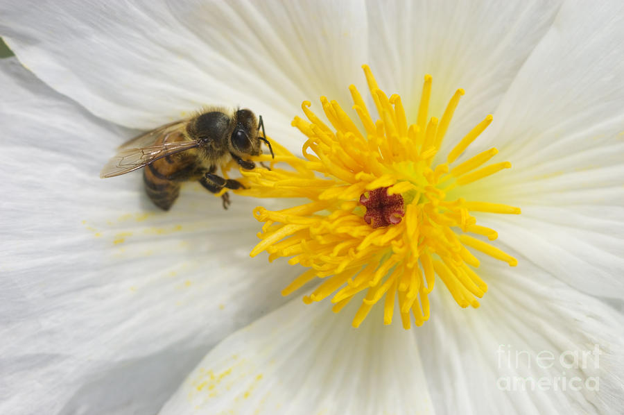 Prickly Poppy and Honey Bee Photograph by Craig Lovell