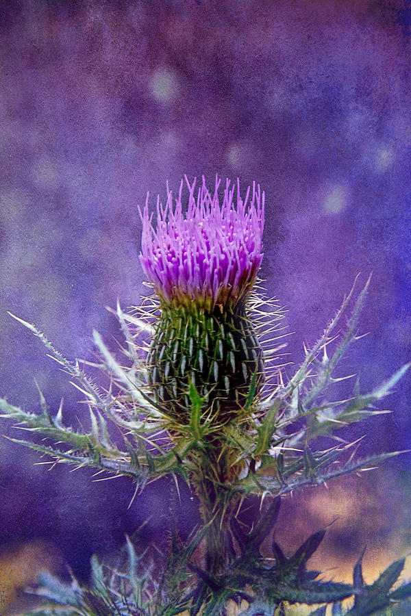 Prickly Purple Photograph by Jemmy Archer