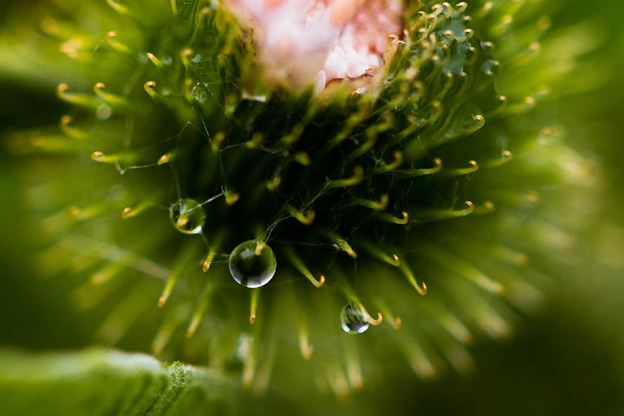 Prickly raindrops Photograph by Haren Images- Kriss Haren