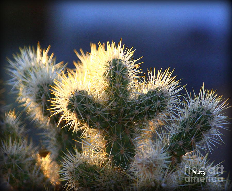 Prickly Sunset Photograph by Patrick Witz