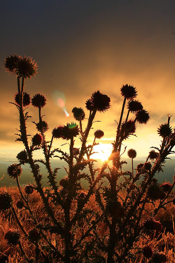 Prickly Thistle at sunrise Photograph by Catie Canetti