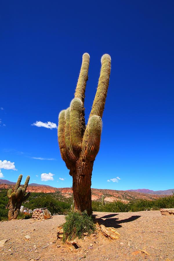 Landscape Photograph - Prickly Tower by FireFlux Studios