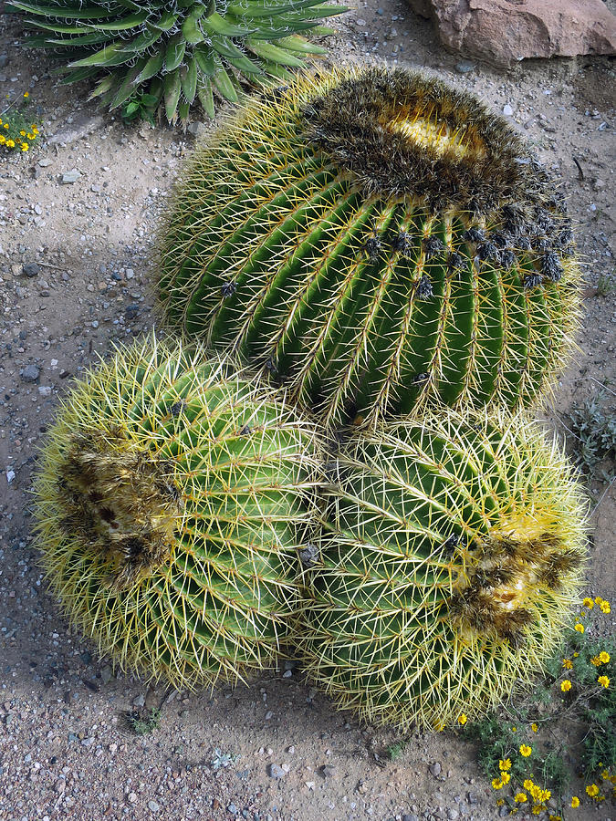 Prickly Trio Photograph by Rick Locke - Out of the Corner of My Eye