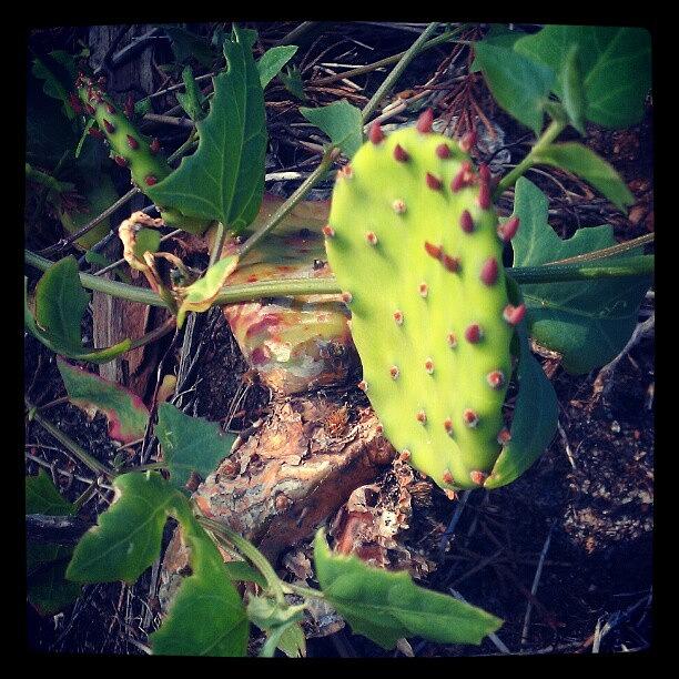 Cool Photograph - #pricklypear #newjersey #sandyhook by Rich Toczynski