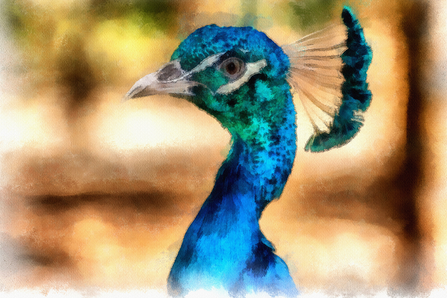 Peacock Painting - Pride by Inspirowl Design