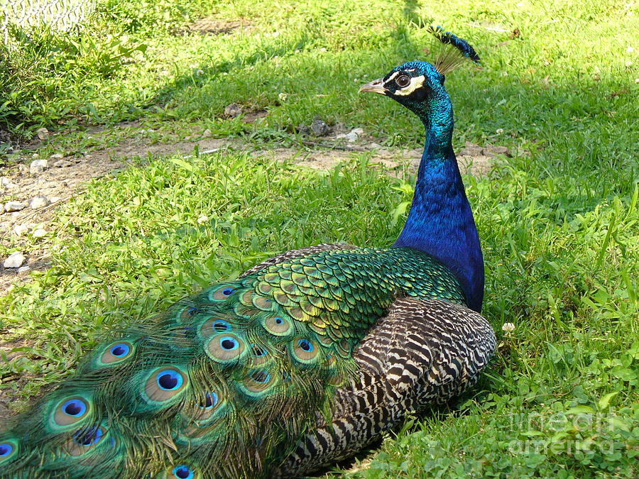Nature Photograph - Pride of Peacock by Lingfai Leung