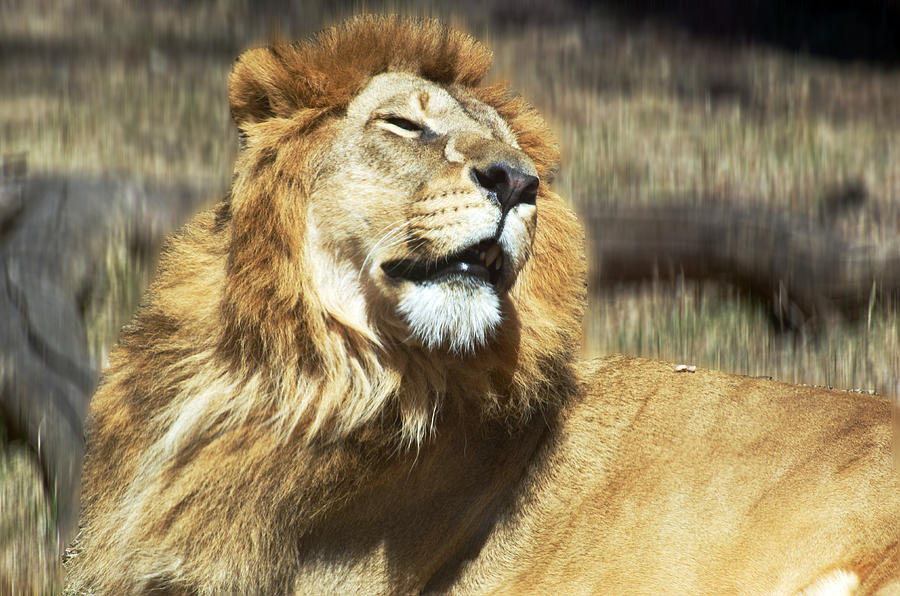 Pride of the Lion Photograph by Cheryl Cencich - Fine Art America