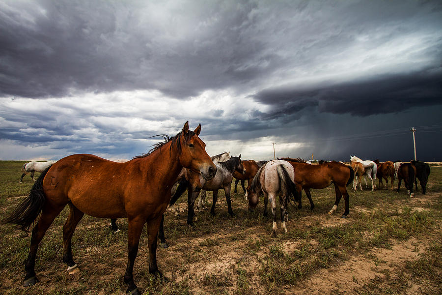 Pride - Horse Watches Over Herd In Oklahoma Photograph