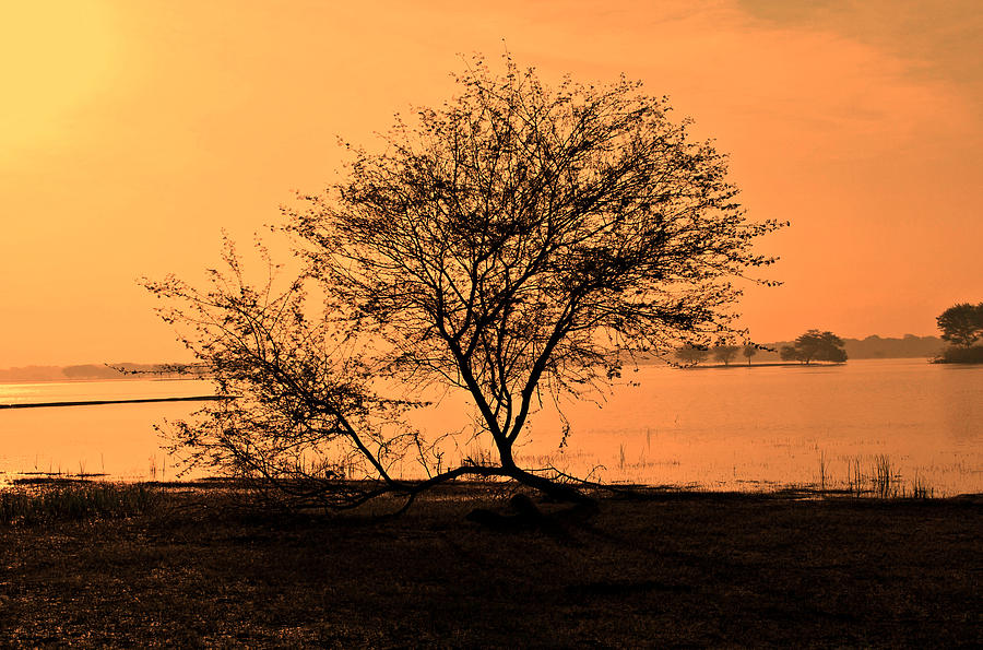 Tree Photograph - Pride by Shweta Paryani