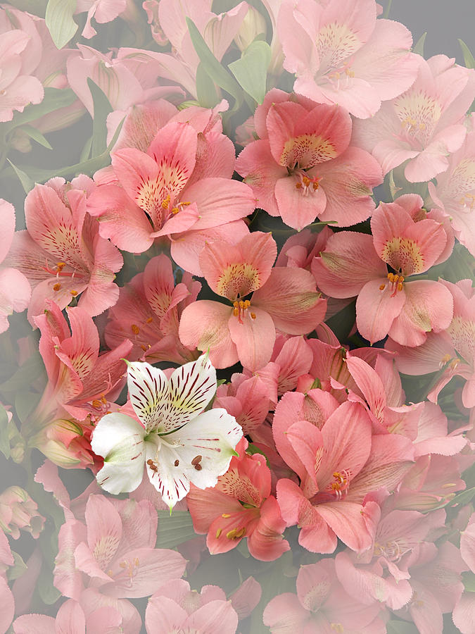Lily Photograph - Prima Donna - Alstroemeria by Gill Billington