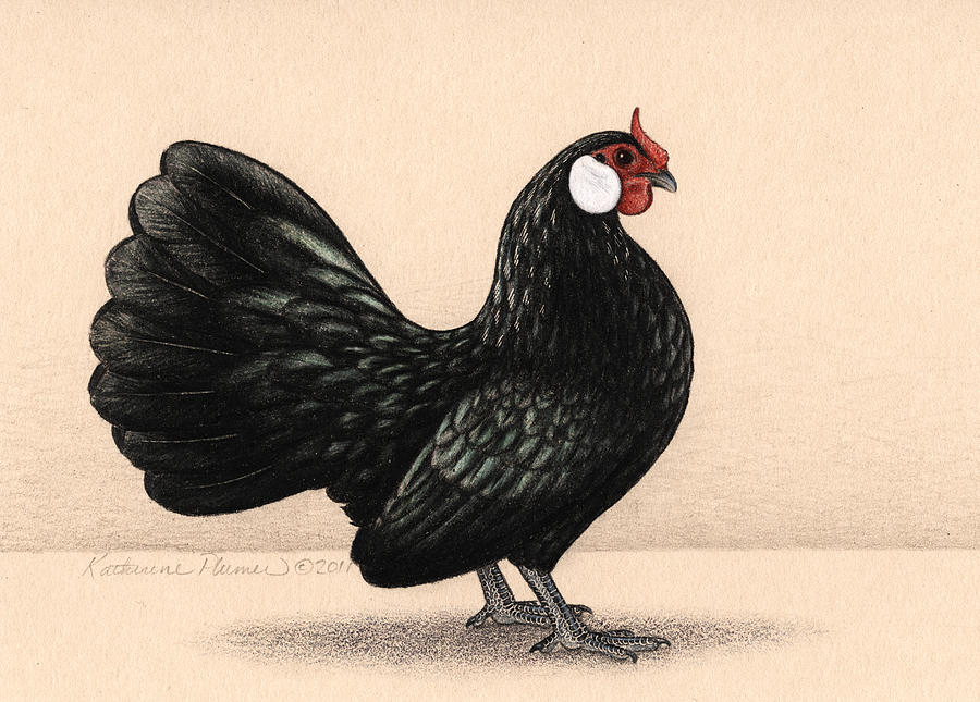 Chicken Drawing - Prima Donna by Katherine Plumer