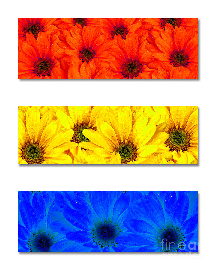 Primary Colors Abstract Art Flowers Photograph
