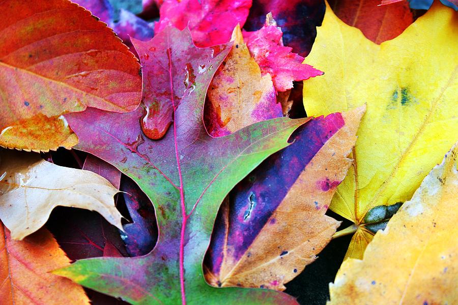 Primary Colors Of Fall Photograph by Judy Palkimas