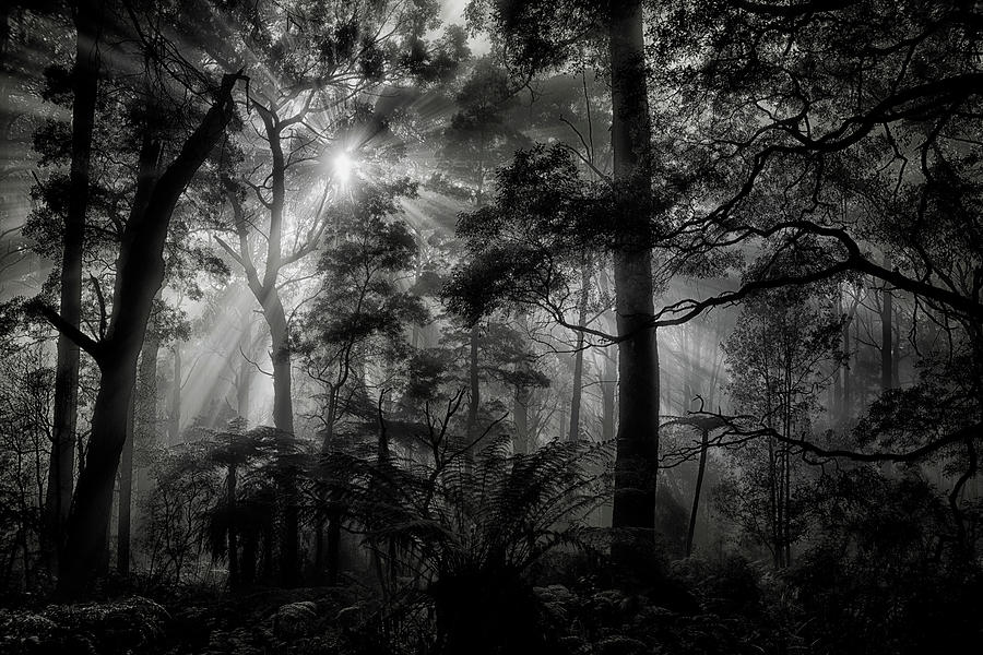 Primary Forest Photograph by Mathilde Guillemot