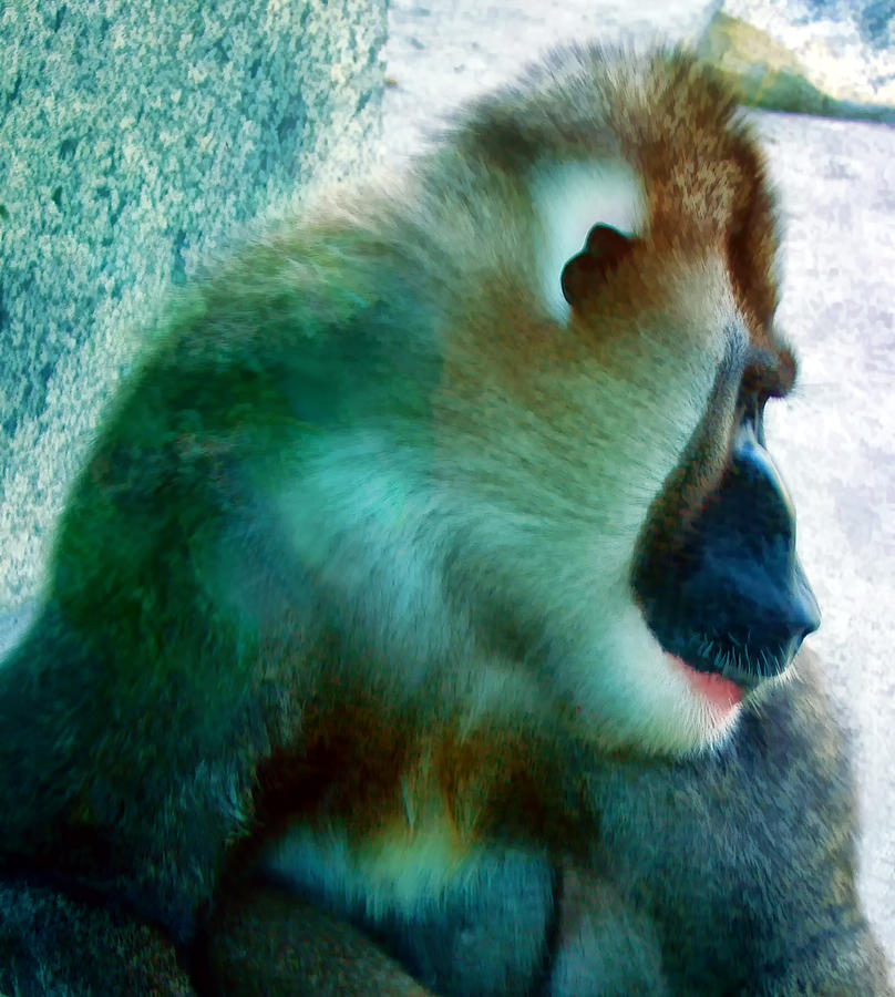Primate 1 Photograph by Dawn Eshelman