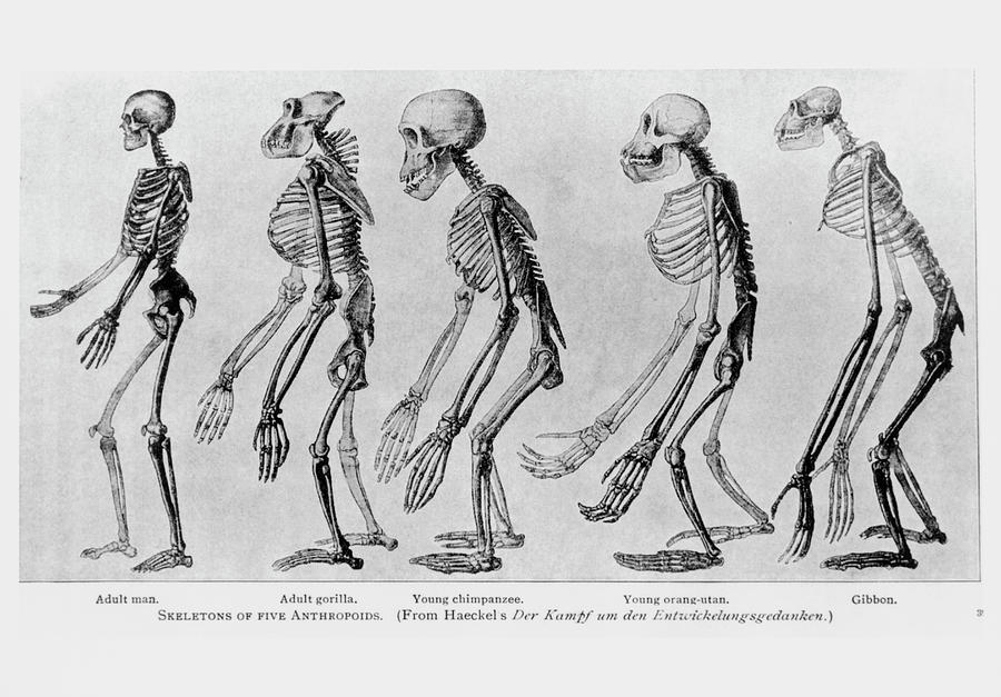 Gibbon Skeleton