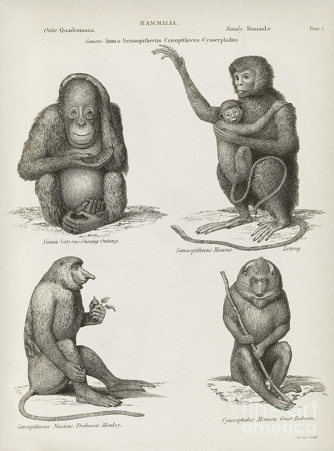 Primates, 19th Century Photograph by Middle Temple Library