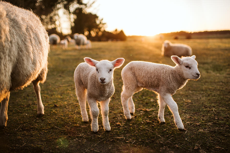 Prime Lambs On Green Grass Photograph by PPAMPicture