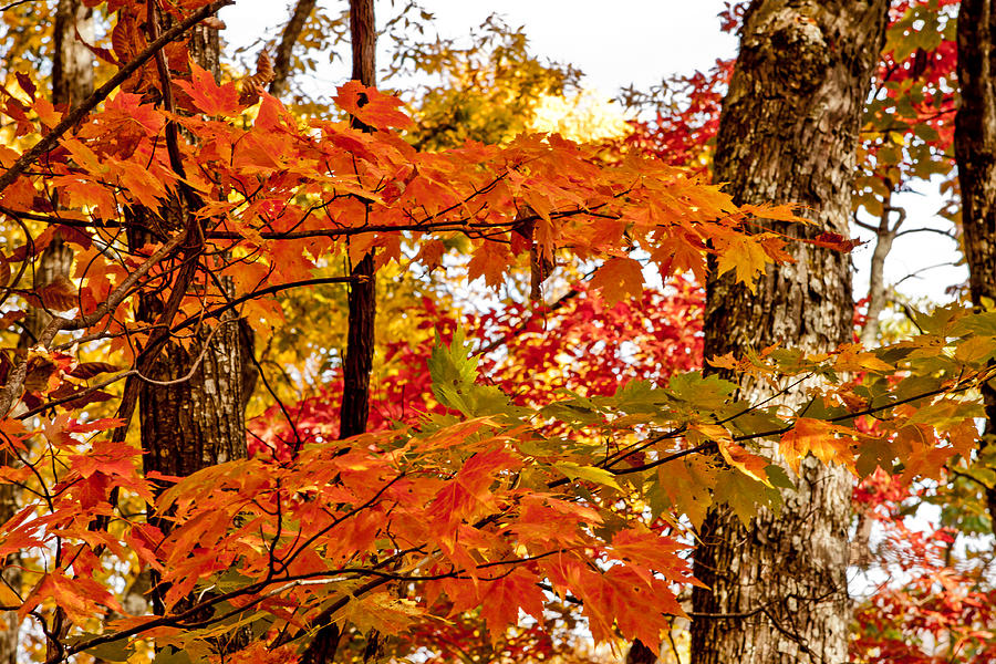 Fall Photograph - Primetime by Walt  Baker