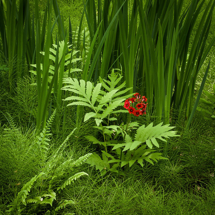 Flowers Still Life Photograph - Primrose Amidst Ferns by Thomas Lavoie
