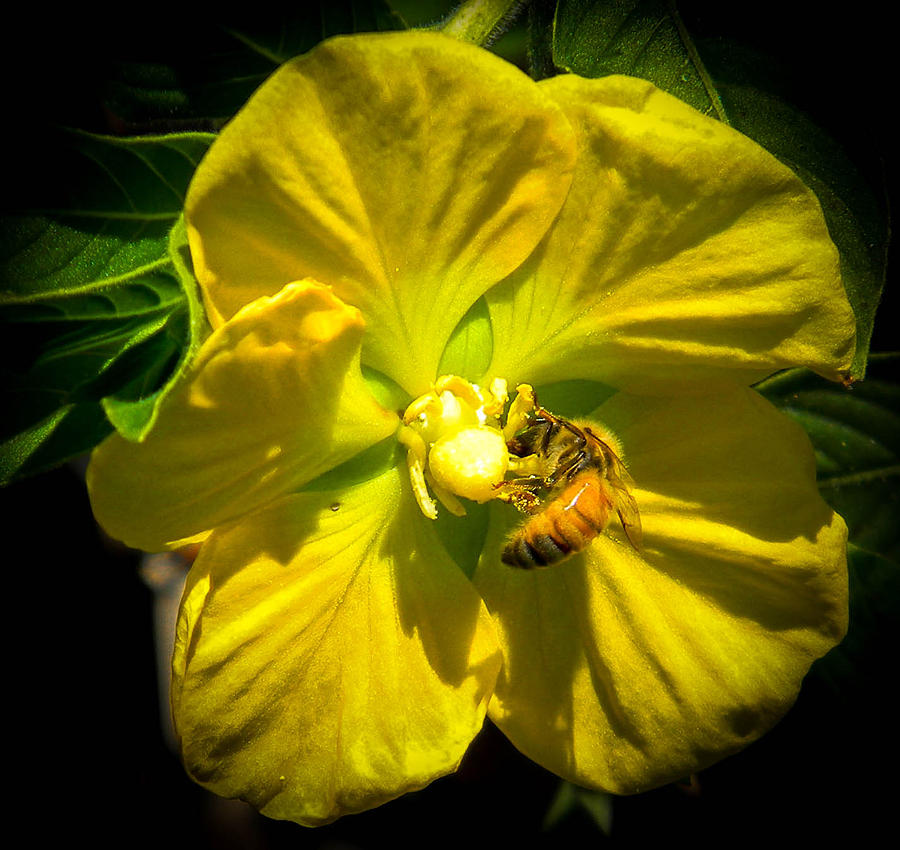 Flowers Still Life Photograph - Primrose and Bee by Christy Usilton