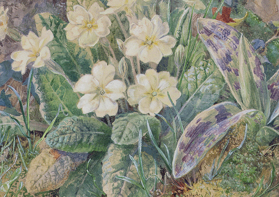 Primrose and Orchid Painting by Thomas Collier