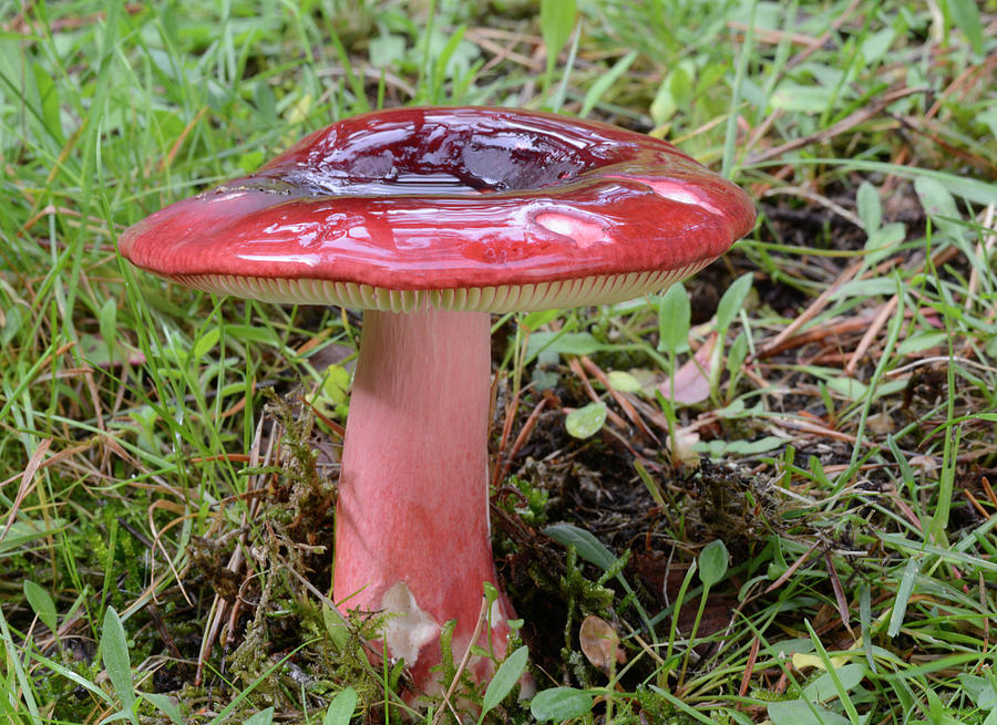 Mushroom Photograph - Primrose Brittlegill by Nigel Downer/science Photo Library