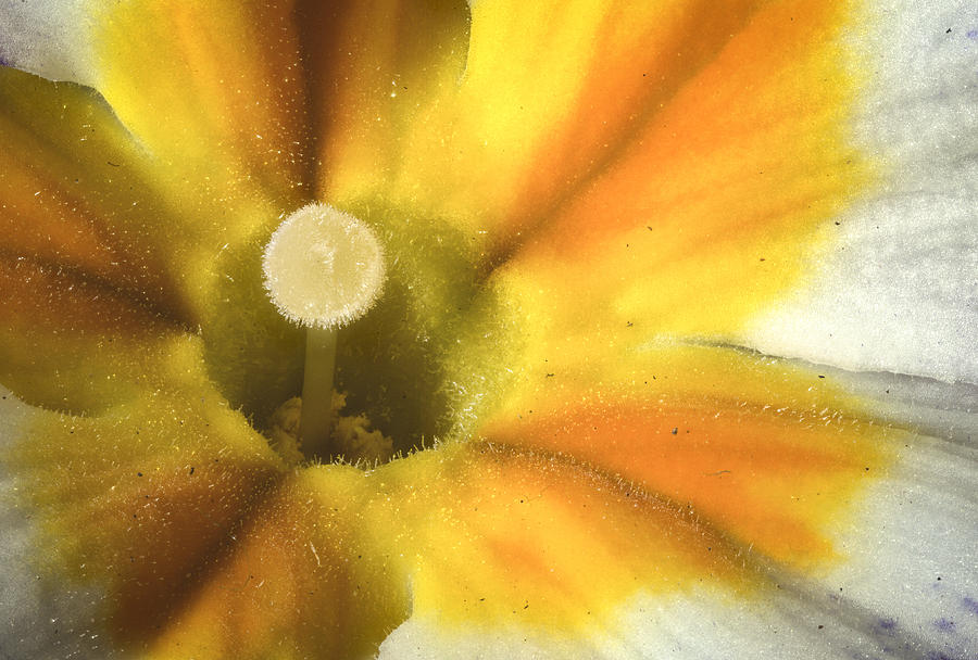 Primrose Closeup Photograph by Jean Noren