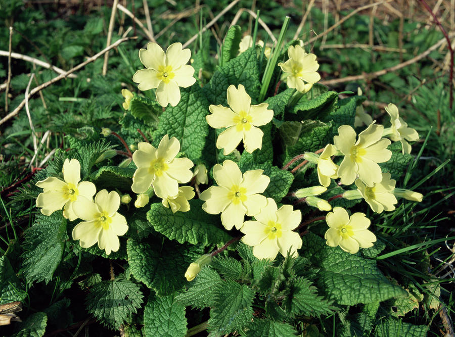 Primrose Photograph by Paul Harcourt Davies/science Photo Library