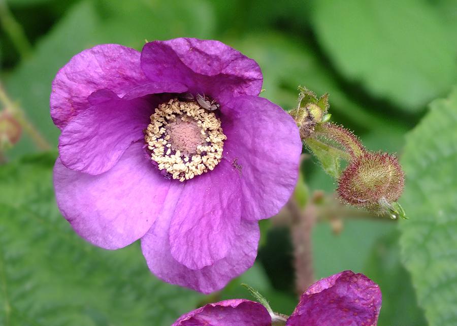 Purple Flowering Raspberry Photograph by Peggy King