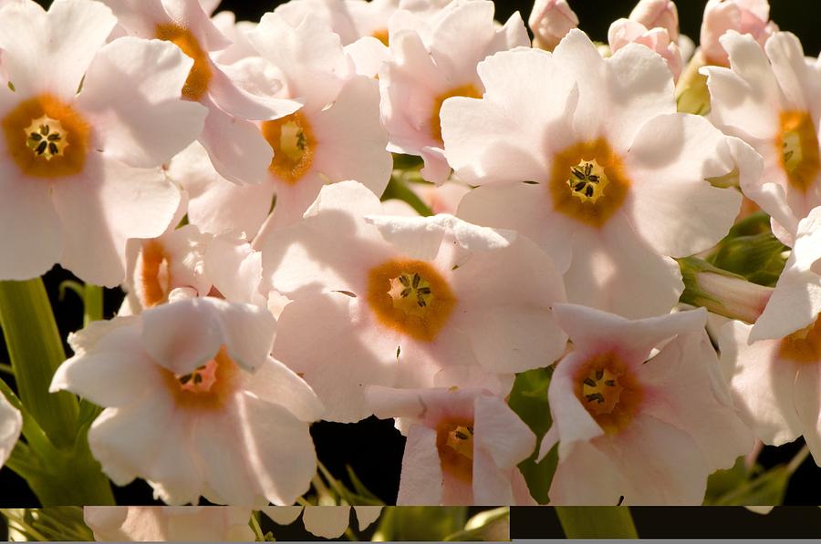 Primrose (Primula Apple Blossom) Photograph by Science Photo Library