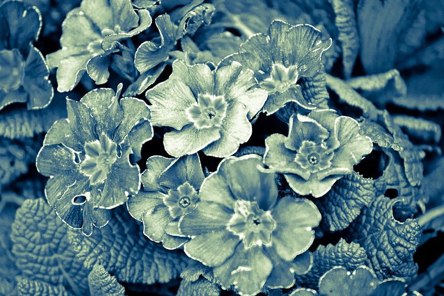 Primroses in Blue Photograph by Ronda Broatch