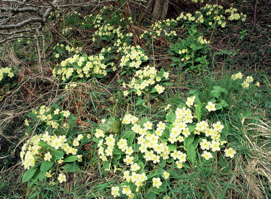 Primroses Photograph by Science Photo Library Primroses Photograph by Science Photo Library