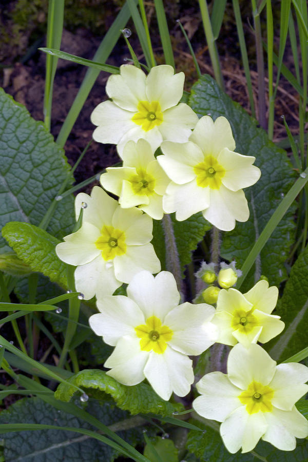 Primroses (primula Sp.) Photograph by Simon Fraser/science Photo Library